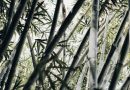 Opdag den bæredygtige verden af bambusstrømper